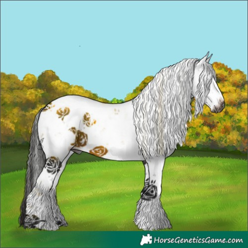 Horse Color:Gray Bay Sabino Blanket 