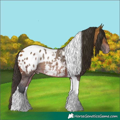 Horse Color:Bay Tobiano Appaloosa