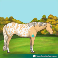 Horse Color:Palomino Tobiano Near Leopard