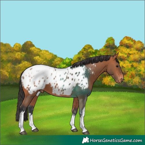 Horse Color:White Spotted Bay Ice Tobiano Blanket