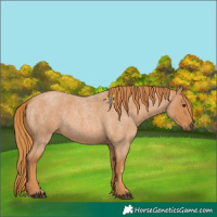 Horse Color:Red Roan 
