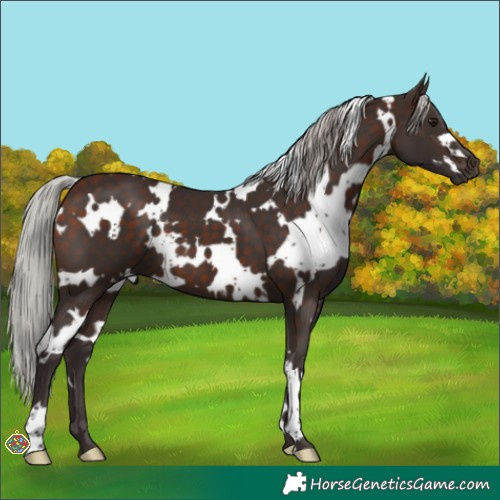 Horse Color:White Spotted Silver Brown 