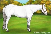 Horse Color:Black Varnish Rabicano 