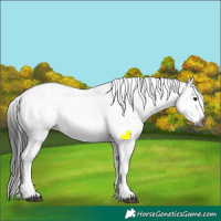 Horse Color:Gray White Spotted Bay Dun Sabino Splash Appaloosa Rabicano