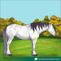 Horse Color:Painted Brown Ice Roan Onyx Sabino Splash Appaloosa Rabicano 