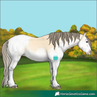 Horse Color:Buckskin Onyx Splash Snowcap