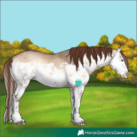 Horse Color:Bay Onyx Splash Varnish