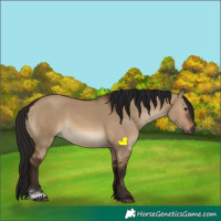 Horse Color:Gray Brown Dun Sabino Rabicano 