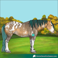 Horse Color:Painted Buckskin Sabino Splash Appaloosa 