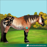Horse Color:Void Bay Onyx Splash Appaloosa
