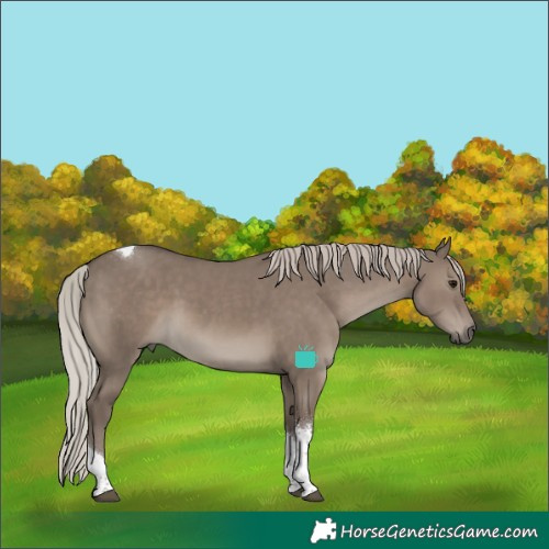 Horse Color:Silver Grullo Sabino Tobiano Rabicano