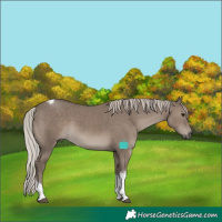Horse Color:Silver Grullo Sabino Tobiano Rabicano