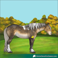 Horse Color:Silver Buckskin Sabino Tobiano Appaloosa Rabicano 
