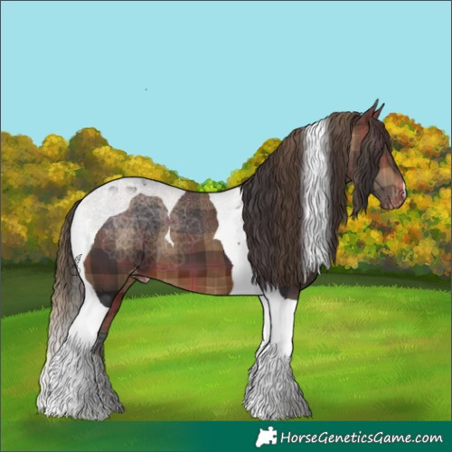 Horse Color:Plaid  Brown Tobiano Appaloosa 