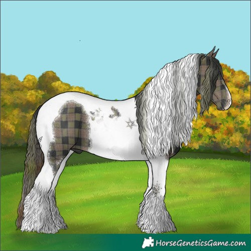 Horse Color:Plaid  Black Tobiano 