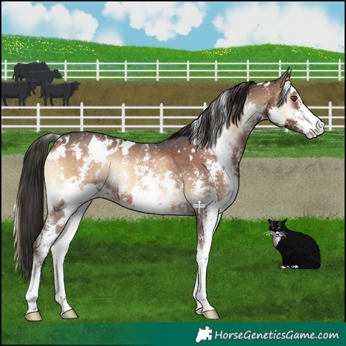 Horse Color:White Spotted Liver Red Onyx Sabino