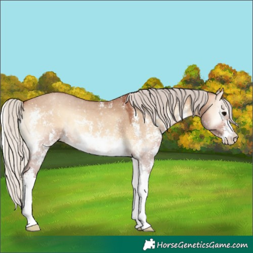 Horse Color:Silver Bay Onyx Sabino 