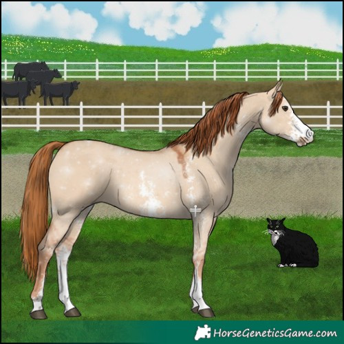 Horse Color:Red Dun Sabino 