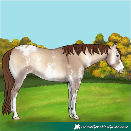 Horse Color:Red Dun Onyx Sabino Appaloosa