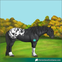 Horse Color:Black Tobiano Appaloosa 