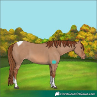 Horse Color:Red Dun Tobiano Appaloosa