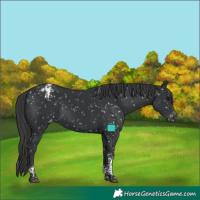 Horse Color:Black Tobiano Snowflake Varnish
