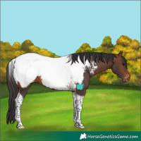 Horse Color:Brown Tobiano Near Fewspot 