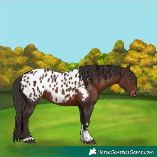 Horse Color:Liver Chestnut Tobiano Appaloosa 