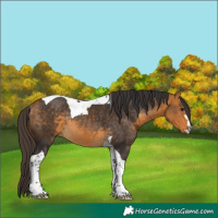 Horse Color:Buckskin Tobiano Rabicano 