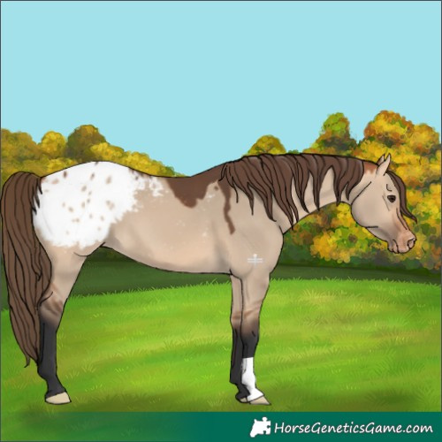 Horse Color:Bay Dun Appaloosa