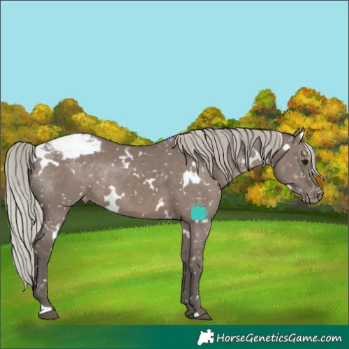 Horse Color:White Spotted Silver Grullo Appaloosa Rabicano