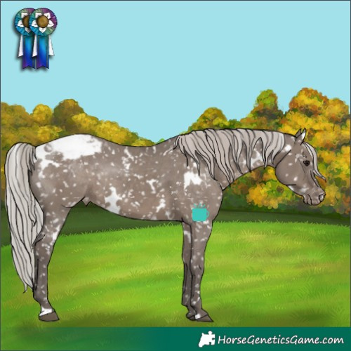 Horse Color:White Spotted Silver Grullo Appaloosa Rabicano 