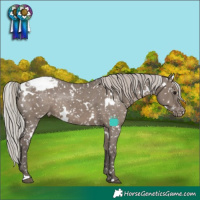 Horse Color:White Spotted Silver Grullo Appaloosa Rabicano 