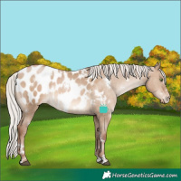 Horse Color:White Spotted Silver Brown Pearl Dun Appaloosa Rabicano