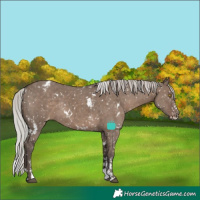Horse Color:White Spotted Silver Grullo Sabino Blanket Rabicano 