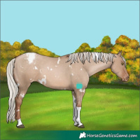 Horse Color:White Spotted Silver Grullo Pearl Tobiano Appaloosa 