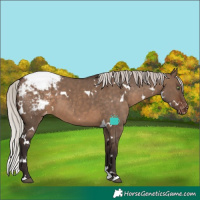 Horse Color:White Spotted Silver Brown Dun Appaloosa 
