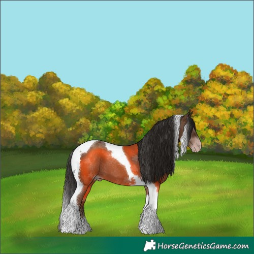 Horse Color:Gray Classic Champagne Tobiano