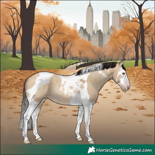 Horse Color:Gray Amber Champagne Dun Splash Tobiano Rabicano 