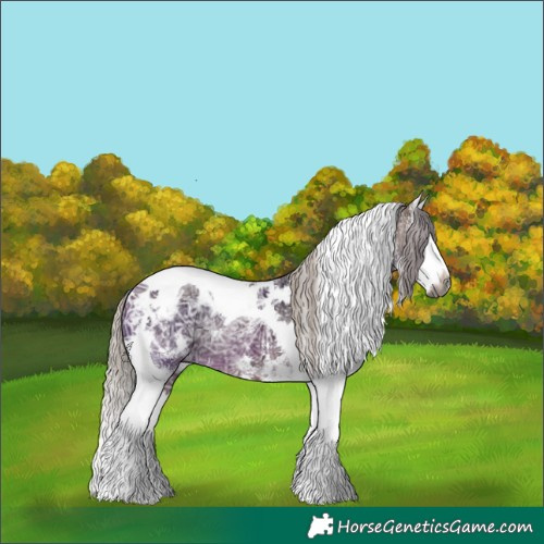 Horse Color:Gray White Spotted Silver Bay Ice Splash Tobiano Blanket Rabicano 