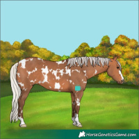 Horse Color:White Spotted Silver Bay 