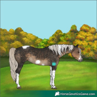 Horse Color:Gray Silver Smoky Black Tobiano Frame 
