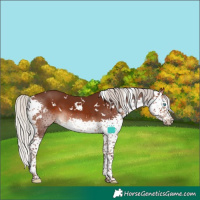 Horse Color:White Spotted Silver Brown Splash 