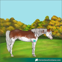 Horse Color:White Spotted Silver Brown Splash
