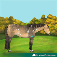 Horse Color:White Spotted Buckskin