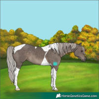 Horse Color:Silver Black Tobiano