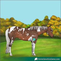 Horse Color:White Spotted Silver Brown Tobiano 