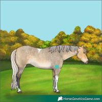 Horse Color:Silver Buckskin Roan Dun Tobiano