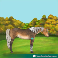 Horse Color:Silver Buckskin Tobiano