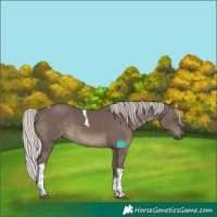 Horse Color:Silver Black Tobiano 